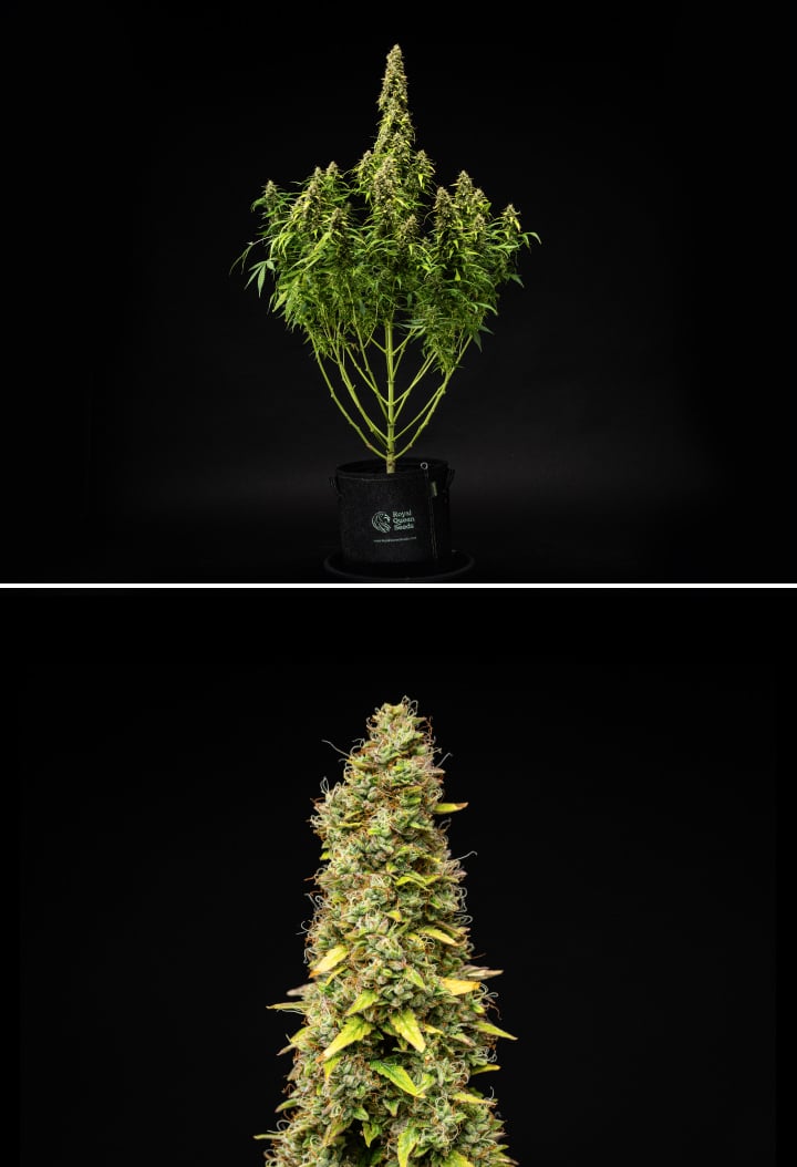 Grow report de Wedding Cake Auto: semana 11, maduración final Planta de cannabis Wedding Cake Auto durante la semana 11 del grow report, mostrando una estructura alta y madura, cogollos densos y resinosos, pistilos naranjas, hojas en proceso de decoloración y maduración final sobre fondo negro.