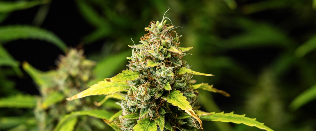Grow report de Wedding Cake Auto: semana 10, resina y densidad Primer plano de cogollos de cannabis Wedding Cake Auto durante la semana 10 del grow report, mostrando flores densas y resinosas, pistilos naranjas, tricomas escarchados y hojas de floración tardía en proceso de decoloración.