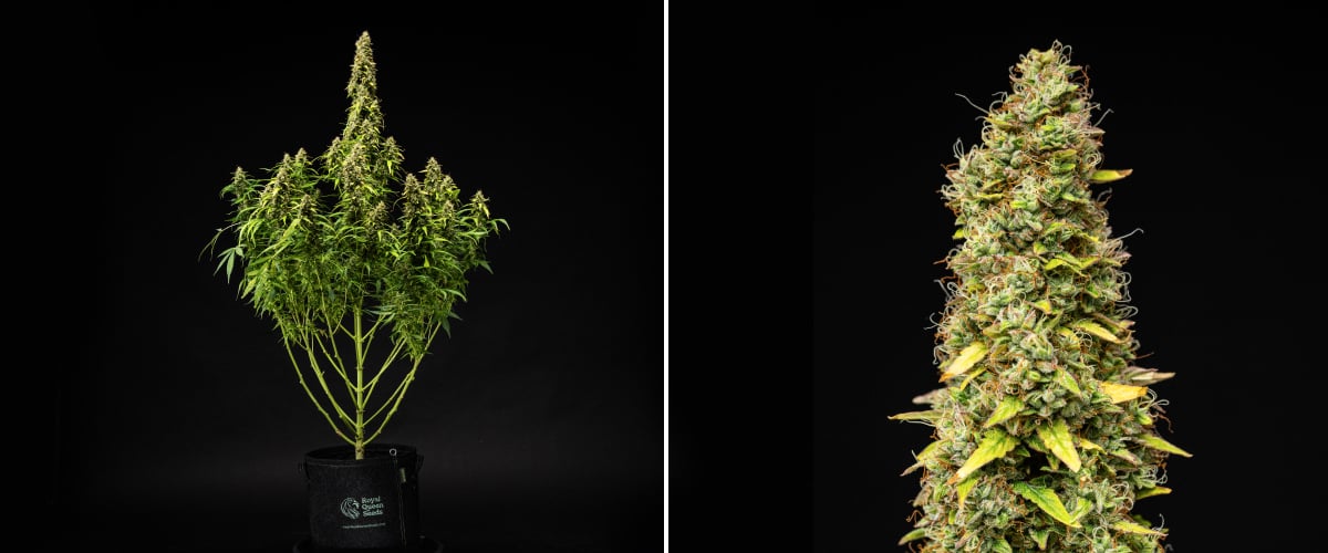 Grow report de Wedding Cake Auto: semana 11, maduración final Planta de cannabis Wedding Cake Auto durante la semana 11 del grow report, mostrando una estructura alta y madura, cogollos densos y resinosos, pistilos naranjas, hojas en proceso de decoloración y maduración final sobre fondo negro.