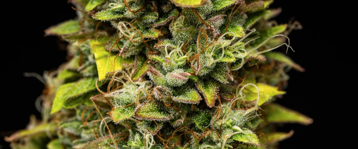 Grow report de Wedding Cake Auto: semana 12, cogollos listos para cosechar Primer plano de cogollos de cannabis Wedding Cake Auto durante la semana 12 del grow report, mostrando flores resinosas listas para cosechar, una densa cobertura de tricomas, pistilos naranjas y hojas de floración tardía en proceso de decoloración.