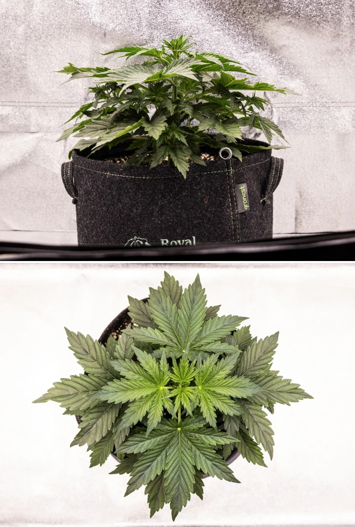 Grow report de Wedding Cake Auto: semana 4, inicio de floración Planta de cannabis Wedding Cake Auto creciendo en una maceta de tela durante la semana 4 del grow report, mostrando primeros signos de floración, fuerte crecimiento vertical, follaje saludable y pistilos blancos en los nudos del tallo.