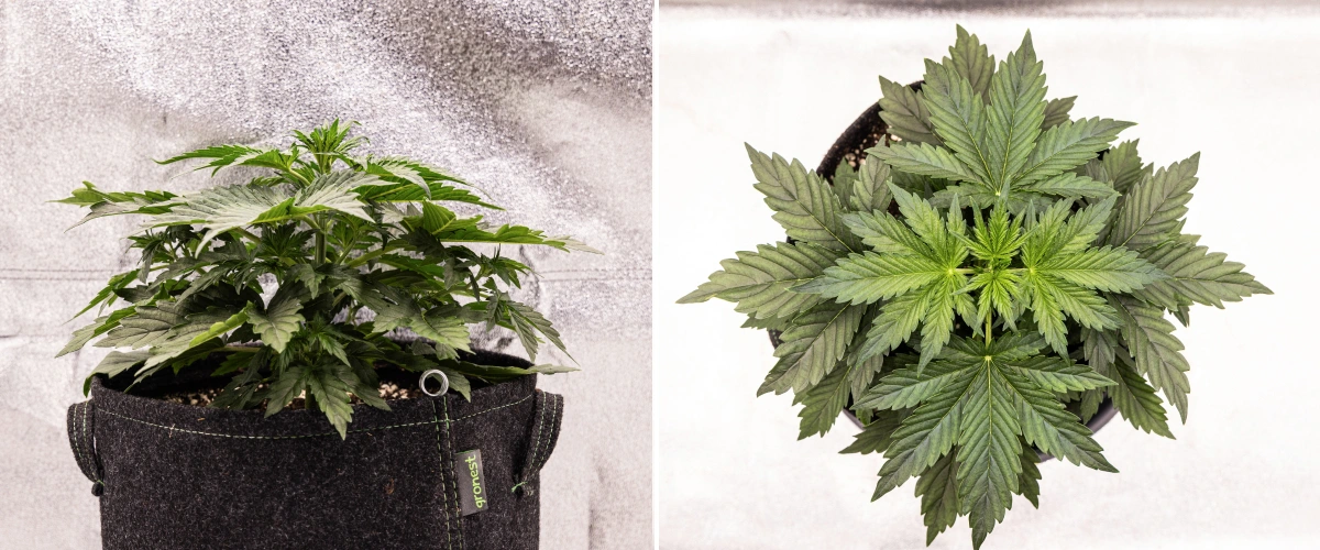 Grow report de Wedding Cake Auto: semana 2, crecimiento vegetativo Planta de cannabis Wedding Cake Auto creciendo en una maceta de tela durante la semana 2 del grow report, mostrando un desarrollo vegetativo denso, hojas verdes anchas, estructura compacta y follaje saludable.