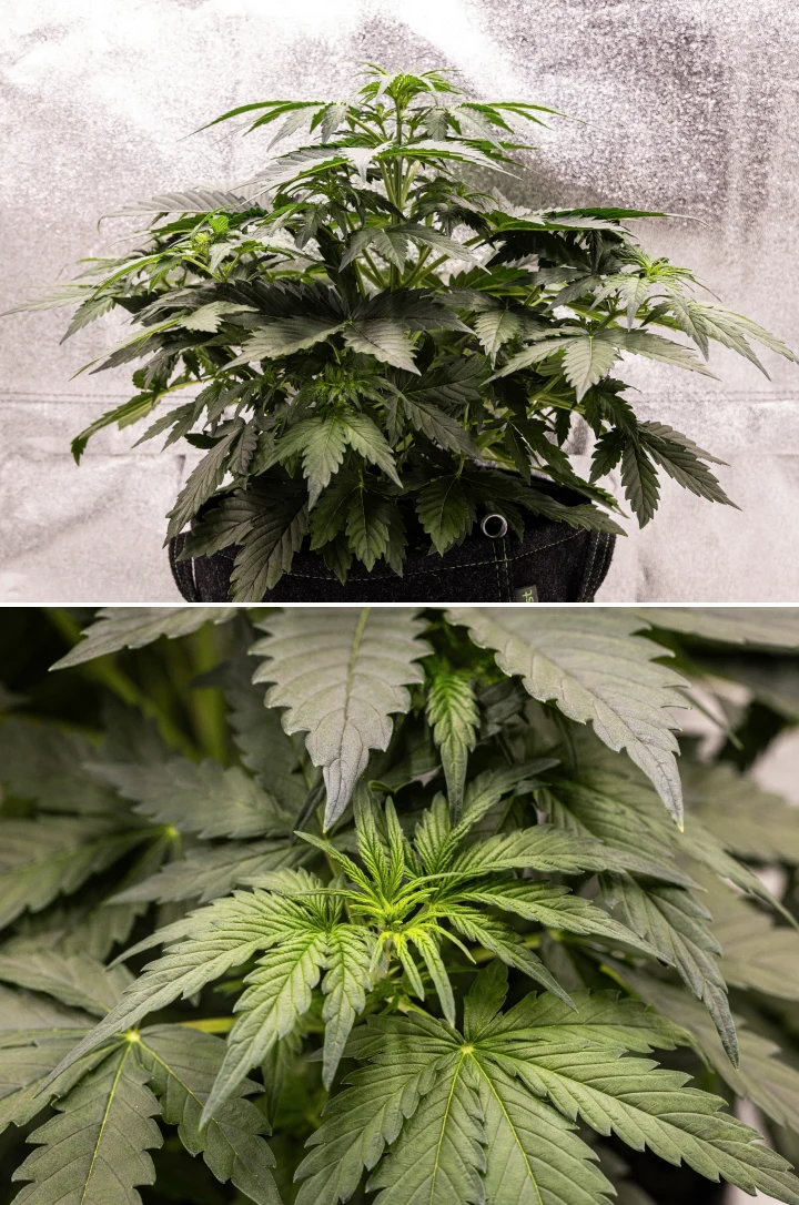 Grow report de Wedding Cake Auto: semana 3, crecimiento de prefloración Planta de cannabis Wedding Cake Auto creciendo en una maceta de tela durante la semana 3 del grow report, mostrando follaje verde denso, estructura compacta y arbustiva, nuevo crecimiento superior y desarrollo temprano de prefloración.