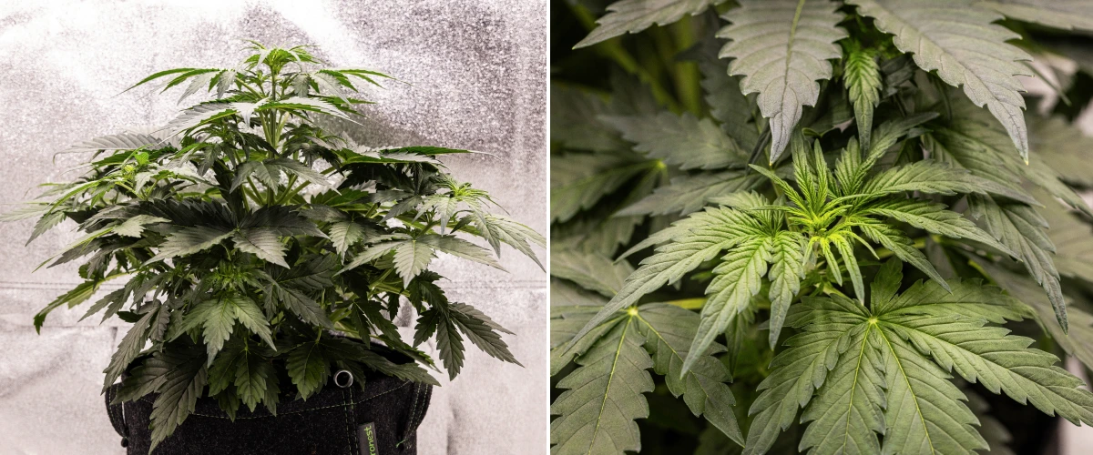 Grow report de Wedding Cake Auto: semana 3, crecimiento de prefloración Planta de cannabis Wedding Cake Auto creciendo en una maceta de tela durante la semana 3 del grow report, mostrando follaje verde denso, estructura compacta y arbustiva, nuevo crecimiento superior y desarrollo temprano de prefloración.