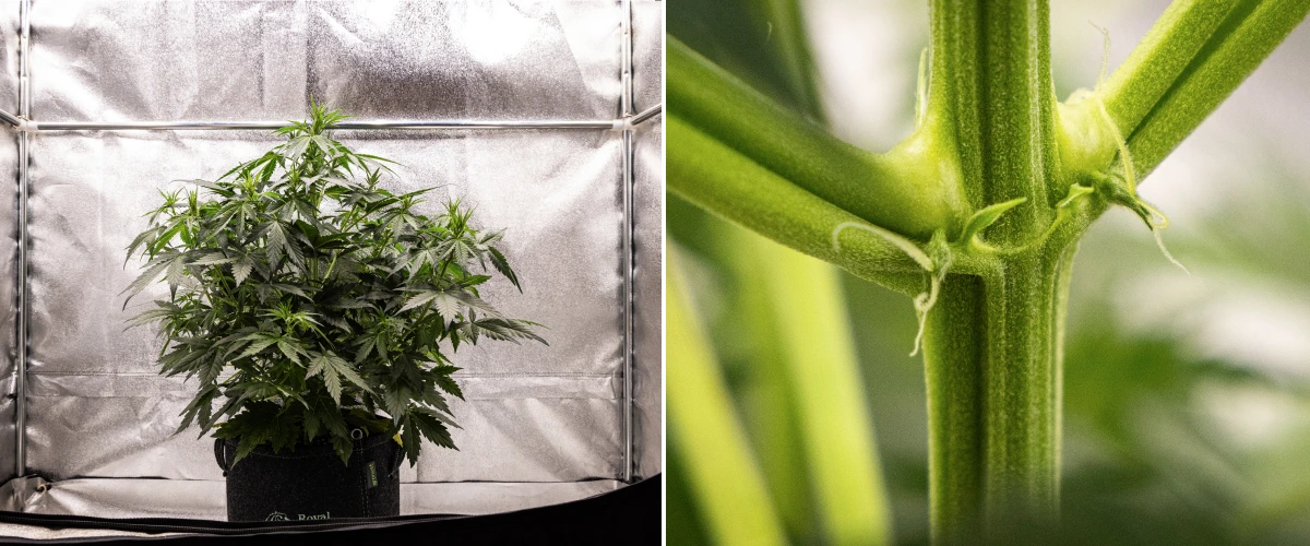 Grow report de Wedding Cake Auto: semana 4, inicio de floración Planta de cannabis Wedding Cake Auto creciendo en una maceta de tela durante la semana 4 del grow report, mostrando primeros signos de floración, fuerte crecimiento vertical, follaje saludable y pistilos blancos en los nudos del tallo.