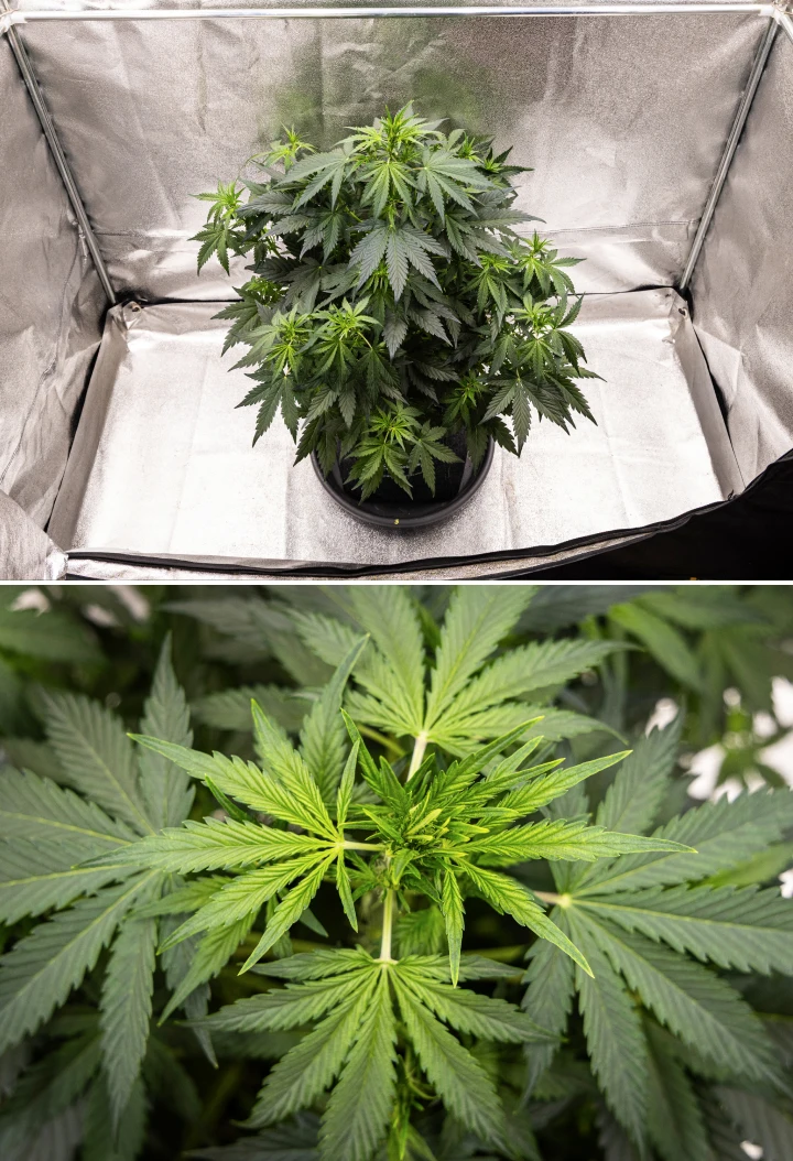 Grow report de Wedding Cake Auto: semana 5, desarrollo temprano de cogollos Planta de cannabis Wedding Cake Auto creciendo en una maceta de tela durante la semana 5 del grow report, mostrando un fuerte crecimiento vertical, desarrollo temprano de cogollos, follaje verde saludable y múltiples sitios de floración.