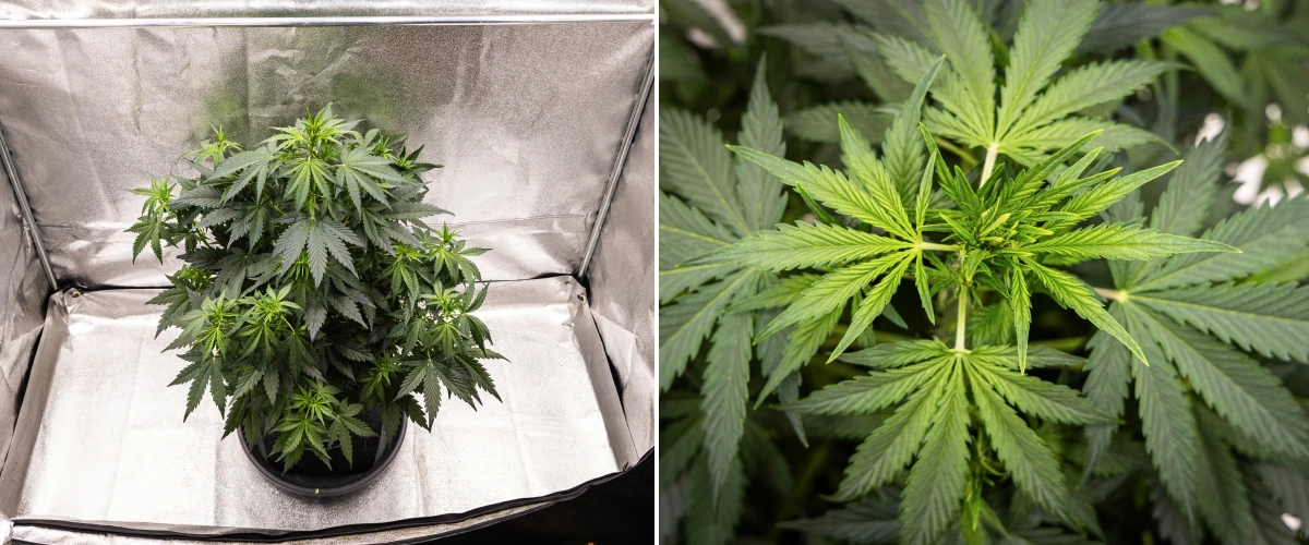 Grow report de Wedding Cake Auto: semana 5, desarrollo temprano de cogollos Planta de cannabis Wedding Cake Auto creciendo en una maceta de tela durante la semana 5 del grow report, mostrando un fuerte crecimiento vertical, desarrollo temprano de cogollos, follaje verde saludable y múltiples sitios de floración.