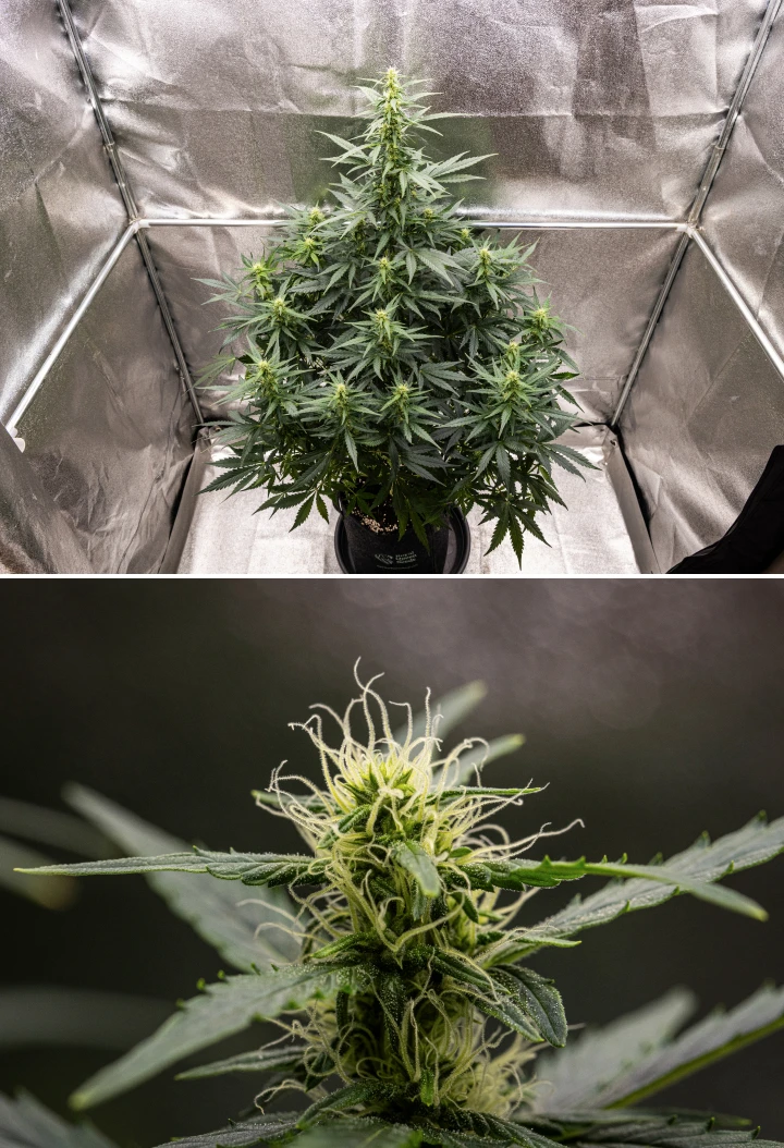Grow report de Wedding Cake Auto: semana 6, cogollos en floración Planta de cannabis Wedding Cake Auto creciendo en una maceta de tela durante la semana 6 del grow report, mostrando crecimiento alto en floración, cogollos en desarrollo, pistilos blancos frescos y hojas verdes sanas.