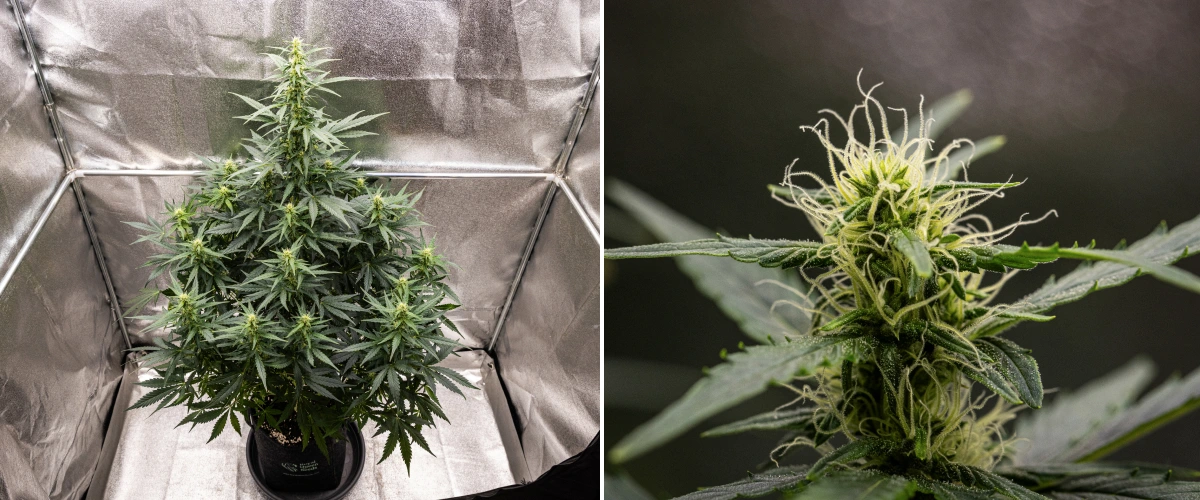 Grow report de Wedding Cake Auto: semana 6, cogollos en floración Planta de cannabis Wedding Cake Auto creciendo en una maceta de tela durante la semana 6 del grow report, mostrando crecimiento alto en floración, cogollos en desarrollo, pistilos blancos frescos y hojas verdes sanas.
