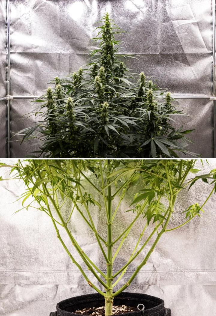 Grow report de Wedding Cake Auto: semana 7, stretch final Planta de cannabis Wedding Cake Auto durante la semana 7 del grow report, mostrando colas altas en floración, una estructura de ramas fuerte, crecimiento inferior podado, tallos sanos y cogollos en desarrollo.