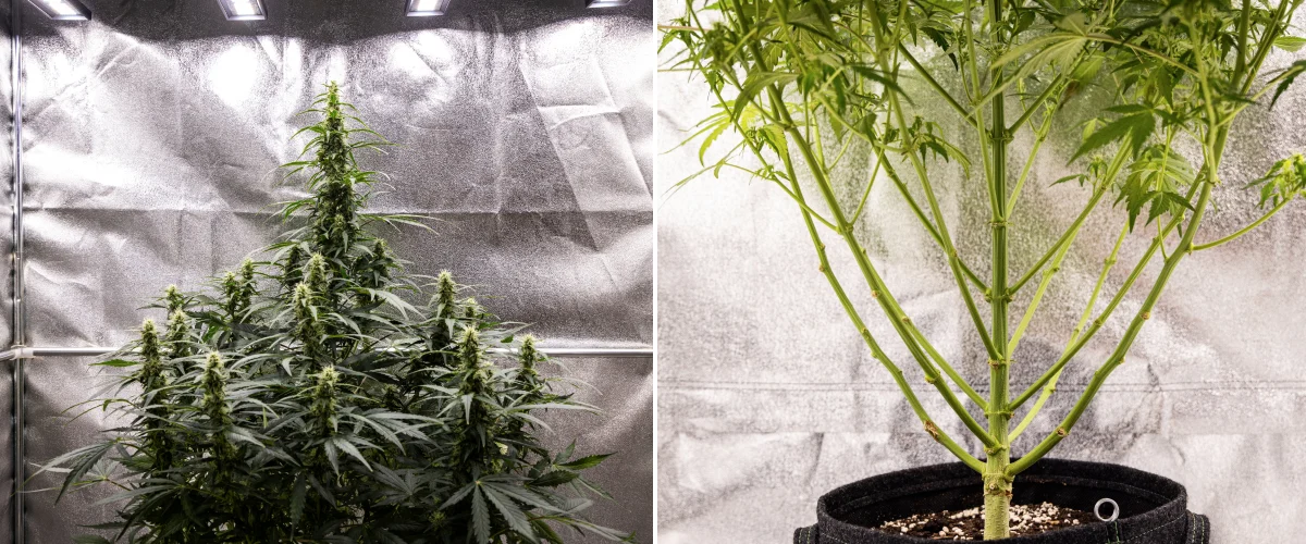 Grow report de Wedding Cake Auto: semana 7, stretch final Planta de cannabis Wedding Cake Auto durante la semana 7 del grow report, mostrando colas altas en floración, una estructura de ramas fuerte, crecimiento inferior podado, tallos sanos y cogollos en desarrollo.