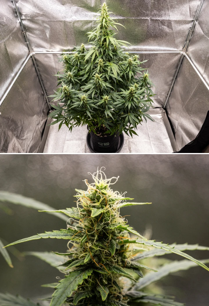 Grow report de Wedding Cake Auto: semana 8, cogollos resinosos Planta de cannabis Wedding Cake Auto durante la semana 8 del grow report, mostrando desarrollo de cogollos resinosos, pistilos blancos y naranjas, hojas de azúcar sanas y colas altas en floración.