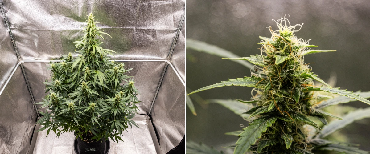 Grow report de Wedding Cake Auto: semana 8, cogollos resinosos Planta de cannabis Wedding Cake Auto durante la semana 8 del grow report, mostrando desarrollo de cogollos resinosos, pistilos blancos y naranjas, hojas de azúcar sanas y colas altas en floración.