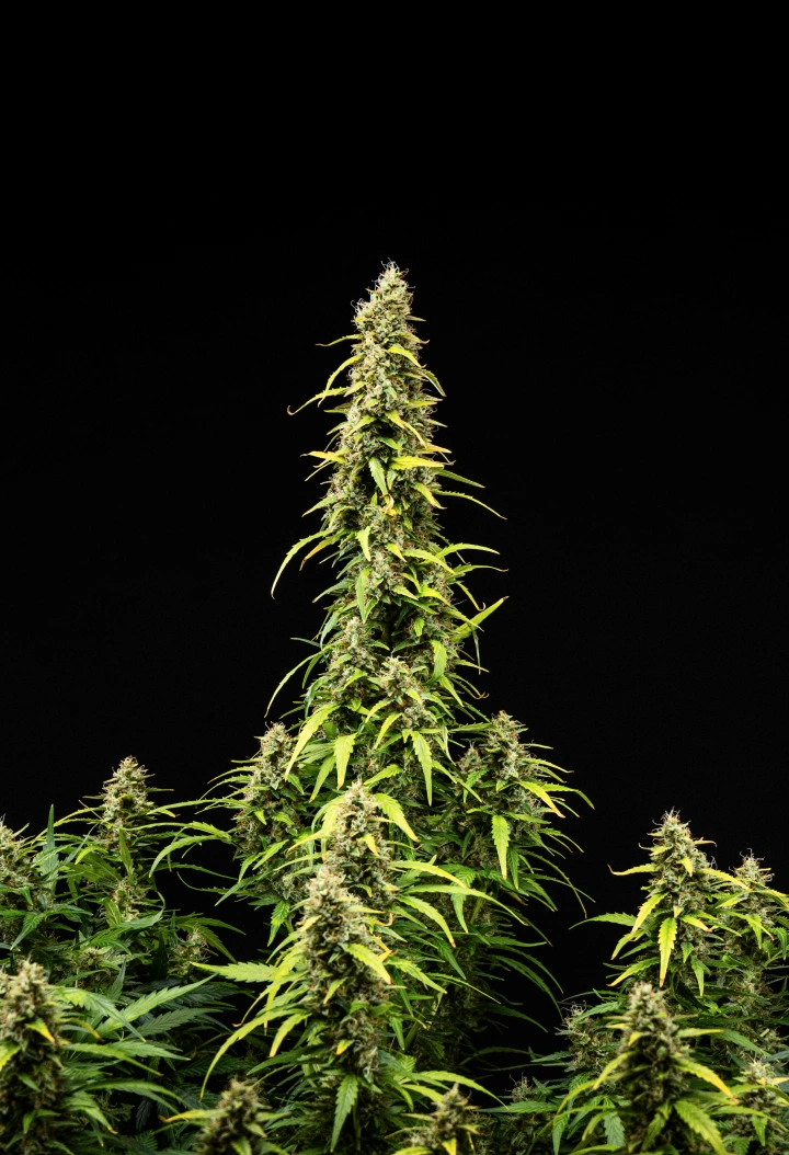 Grow report de Wedding Cake Auto: semana 9, maduración de cogollos Planta de cannabis Wedding Cake Auto durante la semana 9 del grow report, mostrando colas altas y maduras, cogollos densos y resinosos, hojas en proceso de decoloración y desarrollo final de la floración sobre fondo negro.