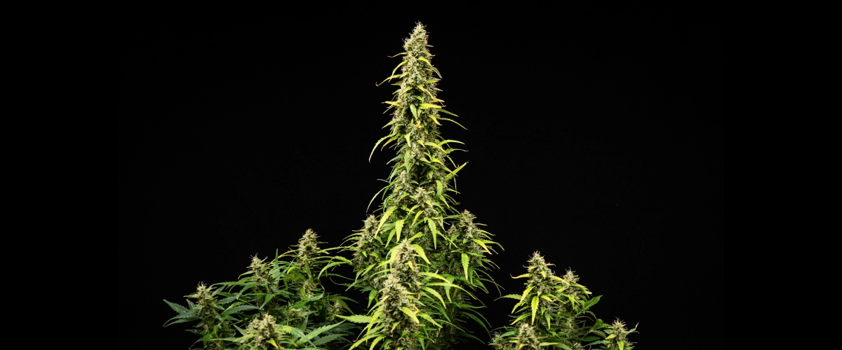 Grow report de Wedding Cake Auto: semana 9, maduración de cogollos Planta de cannabis Wedding Cake Auto durante la semana 9 del grow report, mostrando colas altas y maduras, cogollos densos y resinosos, hojas en proceso de decoloración y desarrollo final de la floración sobre fondo negro.