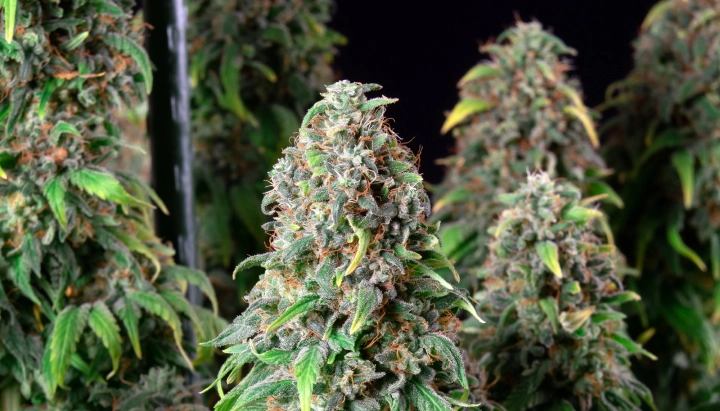 Wedding Gelato: variedad compacta con mayor THC Planta de cannabis Wedding Gelato con cogollos densos y escarchados, pistilos naranjas, follaje verde y colas florales resinosas.