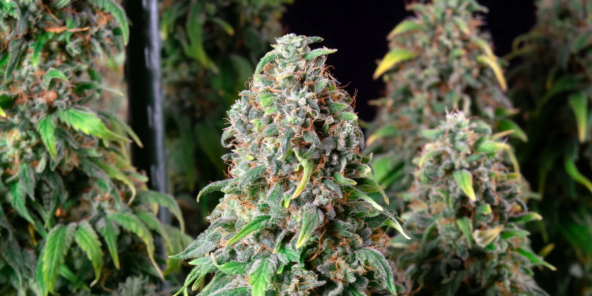 Wedding Gelato: variedad compacta con mayor THC Planta de cannabis Wedding Gelato con cogollos densos y escarchados, pistilos naranjas, follaje verde y colas florales resinosas.