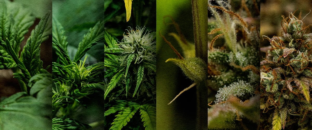 Cultivo Exterior de Autofloreciente: Cronología Semana a Semana (Inicio de Mayo) Cronología del crecimiento de una autofloreciente en exterior: Observa el desarrollo semana a semana de una autofloreciente de cannabis plantada en mayo, desde la plántula hasta la cosecha. Sigue su progreso visualmente.