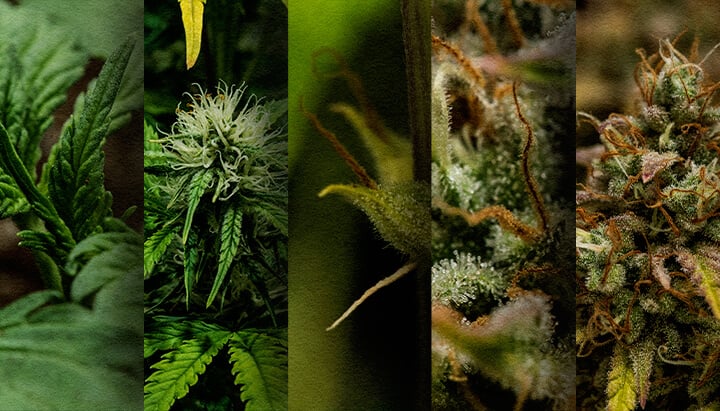 Cultivo Exterior de Autofloreciente: Cronología Semana a Semana (Inicio de Mayo) Cronología del crecimiento de una autofloreciente en exterior: Observa el desarrollo semana a semana de una autofloreciente de cannabis plantada en mayo, desde la plántula hasta la cosecha. Sigue su progreso visualmente.