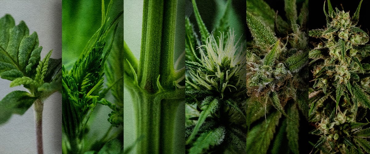 Cultivo Exterior de Fotoperiódica: Cronología Semana a Semana (Inicio de Mayo) Cronología del crecimiento de una fotoperiódica en exterior: Observa el desarrollo semana a semana de una fotoperiódica de cannabis plantada en mayo, desde la plántula hasta la prefloración. Sigue su progreso visualmente. photoperiod growth timeline: See the week-by-week development of a cannabis photoperiod planted in May, from seedling to pre-flower. Track its progress visually.