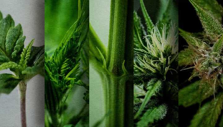 Cultivo Exterior de Fotoperiódica: Cronología Semana a Semana (Inicio de Mayo) Cronología del crecimiento de una fotoperiódica en exterior: Observa el desarrollo semana a semana de una fotoperiódica de cannabis plantada en mayo, desde la plántula hasta la prefloración. Sigue su progreso visualmente.