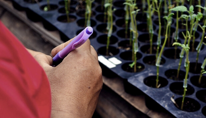 Aprende sobre el injerto de cannabis: qué es, sus beneficios para los cultivadores y cómo funciona esta técnica de propagación paso a paso. Explora los métodos de injerto de cannabis.