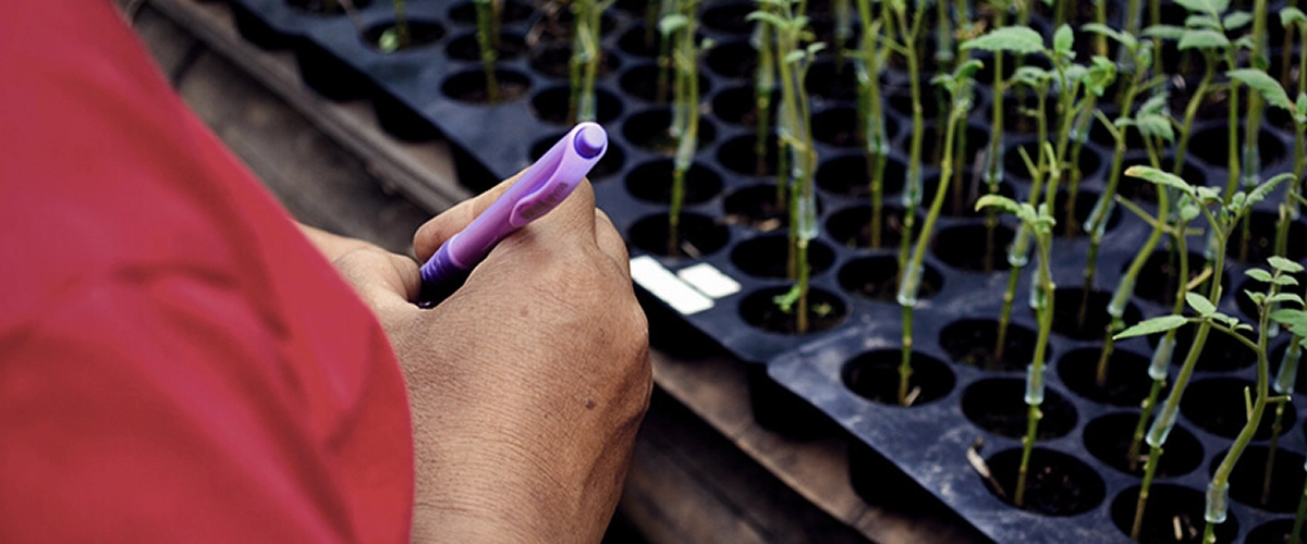 Aprende sobre el injerto de cannabis: qué es, sus beneficios para los cultivadores y cómo funciona esta técnica de propagación paso a paso. Explora los métodos de injerto de cannabis.