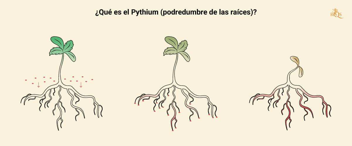 What is Pythium