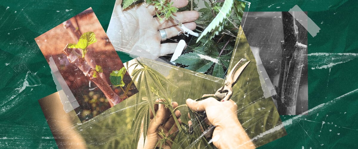 ¿Qué Es el Injerto de Cannabis? Entendiendo el Proceso y los Beneficios Aprende sobre el injerto de cannabis: qué es, sus beneficios para los cultivadores y cómo funciona esta técnica de propagación paso a paso. Explora los métodos de injerto de cannabis.