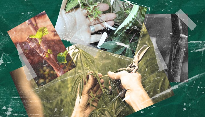 ¿Qué Es el Injerto de Cannabis? Entendiendo el Proceso y los Beneficios Aprende sobre el injerto de cannabis: qué es, sus beneficios para los cultivadores y cómo funciona esta técnica de propagación paso a paso. Explora los métodos de injerto de cannabis.