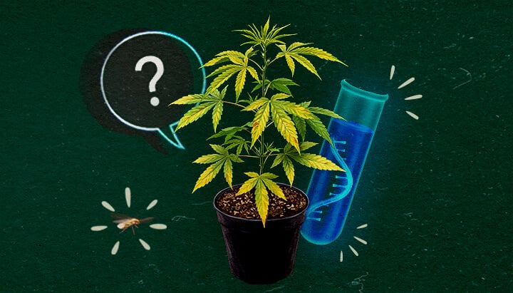 ¿Qué es el virus CCYV en el cannabis? Planta de cannabis con tubo de ensayo y signo de interrogación en fondo verde, explorando el virus CCYV.