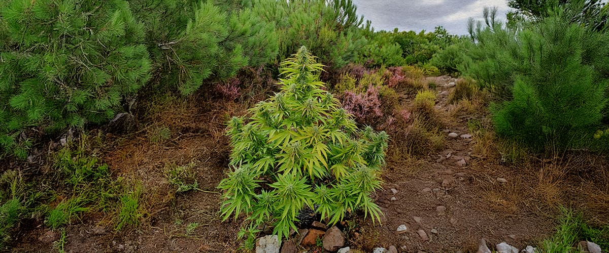 Planta de Cannabis Salvaje en Bosque Natural Una planta de cannabis salvaje creciendo entre arbustos forestales y un sendero rocoso, rodeada de pinos verdes y vegetación colorida.