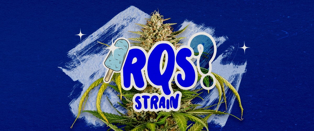 Una ilustración de un cogollo de cannabis Blue Gelato con tonos púrpura y pistilos anaranjados, con elementos de aroma frutal de arándano y cremoso, sobre un fondo verde, proporcionando información clave sobre la cepa Blue Gelato.