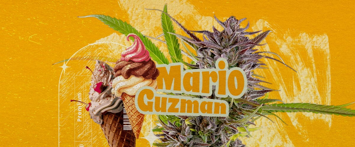 ¿Qué es la variedad Gelato? Una ilustración que muestra un cogollo de cannabis con el texto en negrita