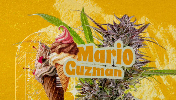 ¿Qué es la variedad Gelato? Una ilustración que muestra un cogollo de cannabis con el texto en negrita