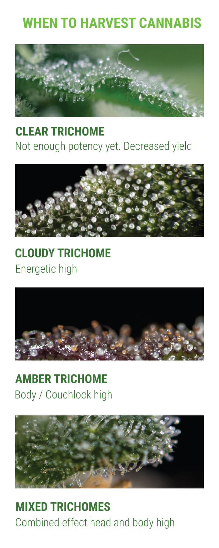 When to Harvest Cannabis by Trichomes Approach When to Harvest Cannabis by Trichomes Approach