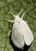 Whitefly