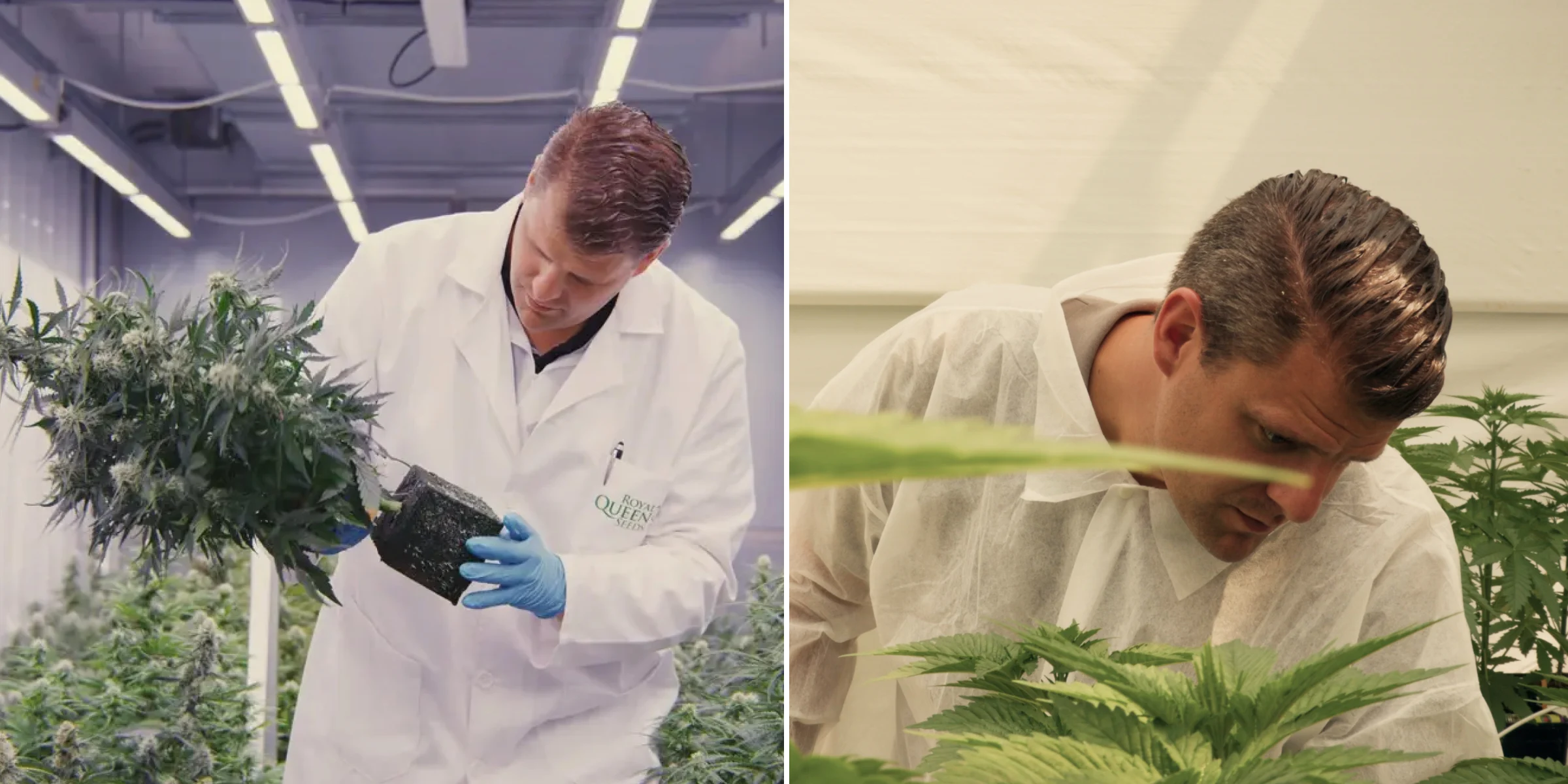 Maikel inspeccionando plantas de cannabis fotoperiódicas híbridas F1 en un invernadero de investigación controlado, mostrando evaluación práctica de plantas, flores maduras, follaje sano y condiciones de ensayo de breeding.