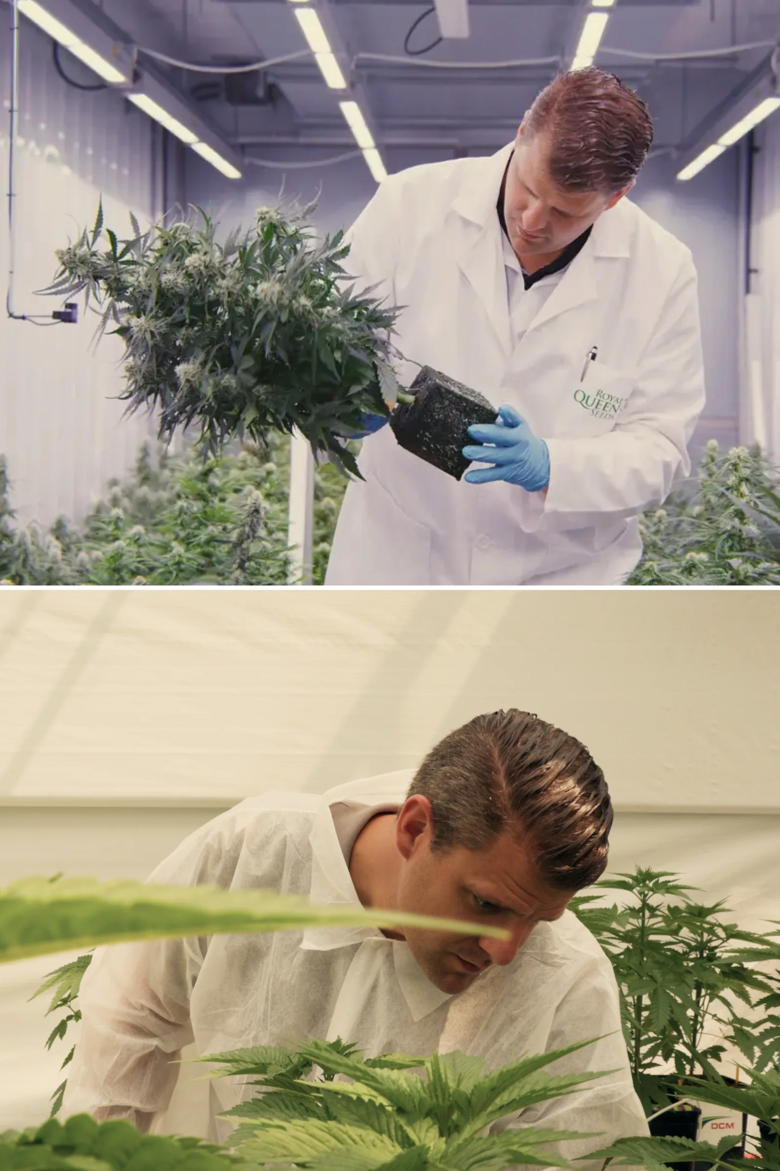 Maikel inspeccionando plantas de cannabis fotoperiódicas híbridas F1 en un invernadero de investigación controlado, mostrando evaluación práctica de plantas, flores maduras, follaje sano y condiciones de ensayo de breeding.