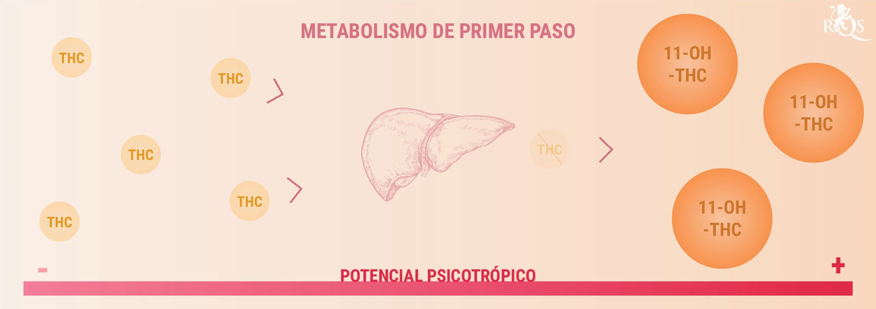 Cómo se digieren y procesan los comestibles con marihuana