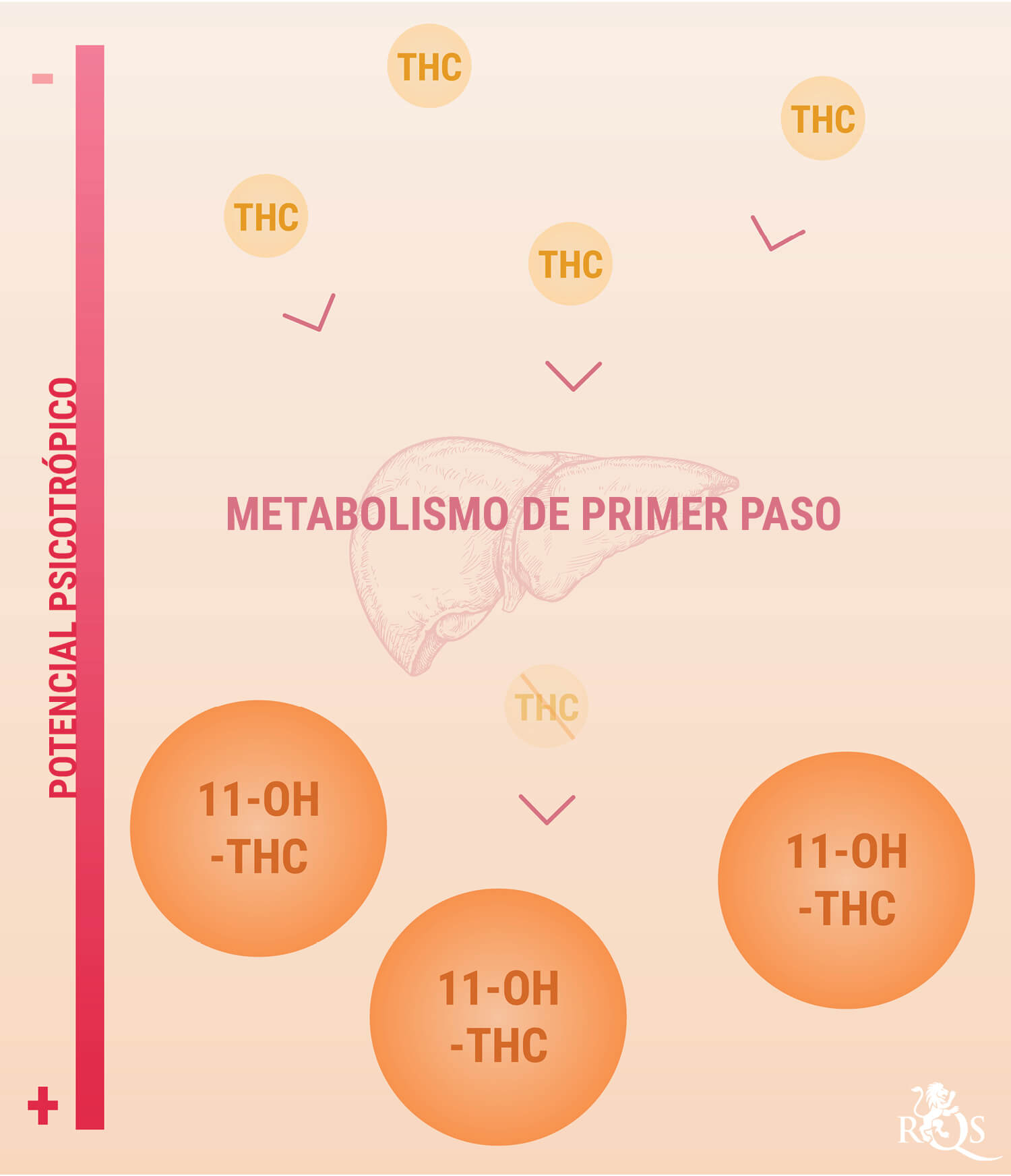 Cómo se digieren y procesan los comestibles con marihuana