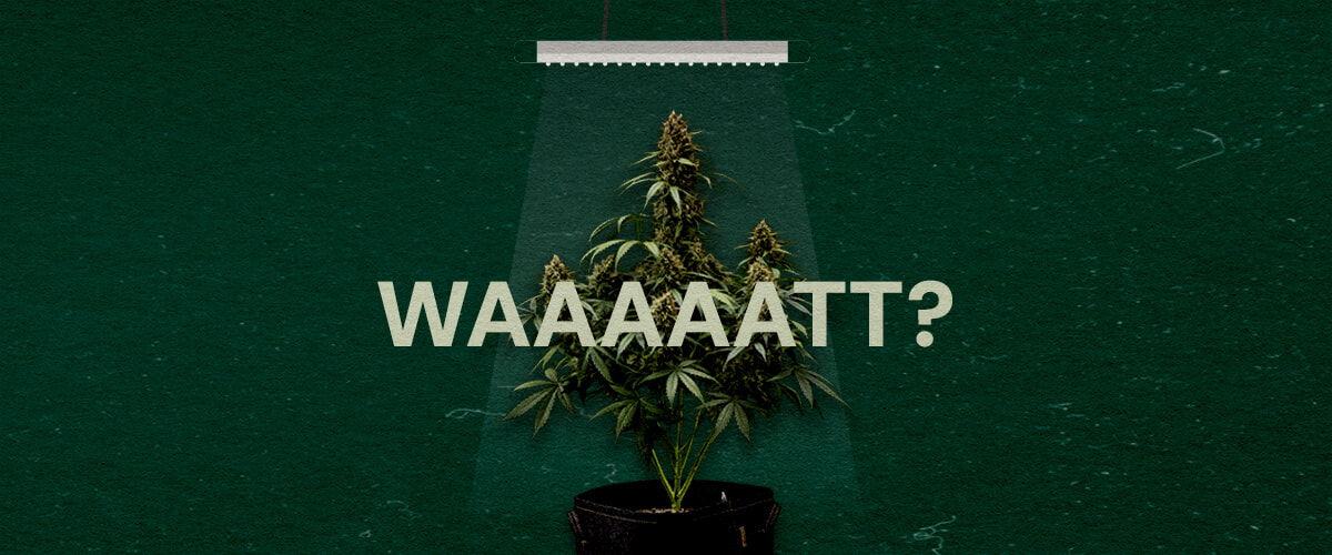 Por Qué Importa la Potencia de la Luz de Cultivo Cannabis Una ilustración de una planta de cannabis bajo una luz de cultivo con el texto