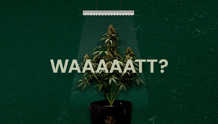 Por Qué Importa la Potencia de la Luz de Cultivo Cannabis Una ilustración de una planta de cannabis bajo una luz de cultivo con el texto