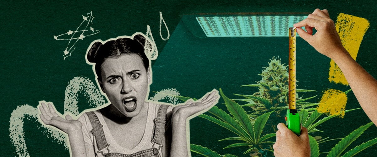 Planta de cannabis con luz de cultivo y cinta métrica, destacando la importancia de la distancia de la luz para la salud de la planta en un fondo verde oscuro, ideal para consejos de cultivo de cannabis.