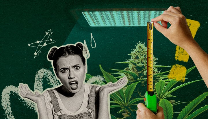Planta de cannabis con luz de cultivo y cinta métrica, destacando la importancia de la distancia de la luz para la salud de la planta en un fondo verde oscuro, ideal para consejos de cultivo de cannabis.