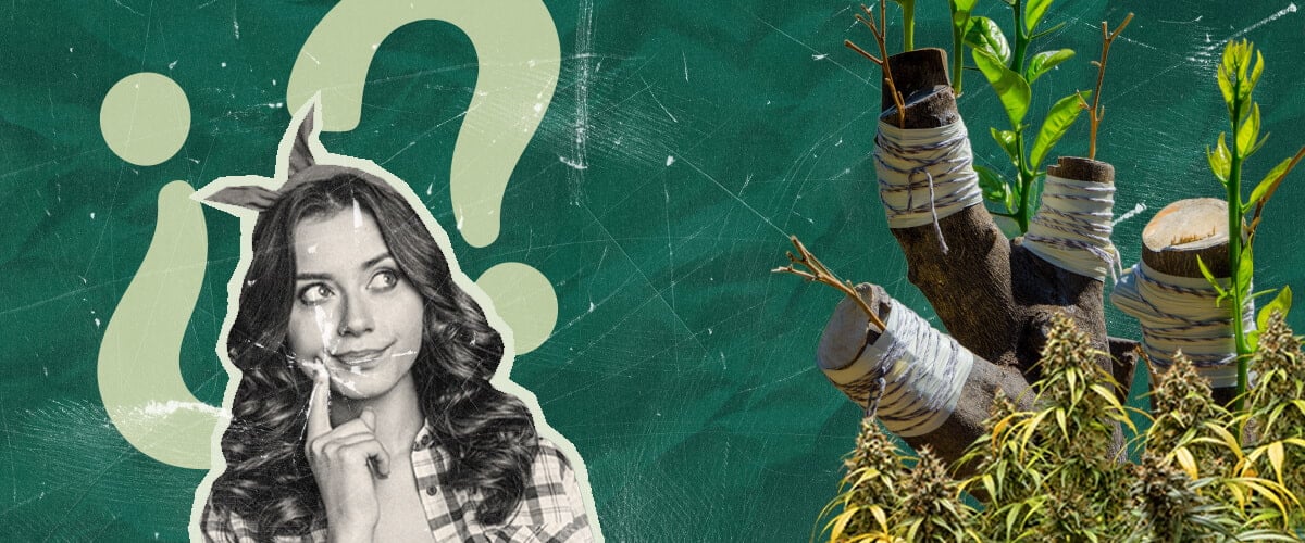 ¿Por Qué Injertar Plantas de Marihuana? Explorando los Beneficios Descubre las razones para injertar plantas de marihuana. Explora los beneficios de esta técnica ancestral para el cultivo de cannabis, atractiva tanto para investigadores como para cultivadores domésticos.