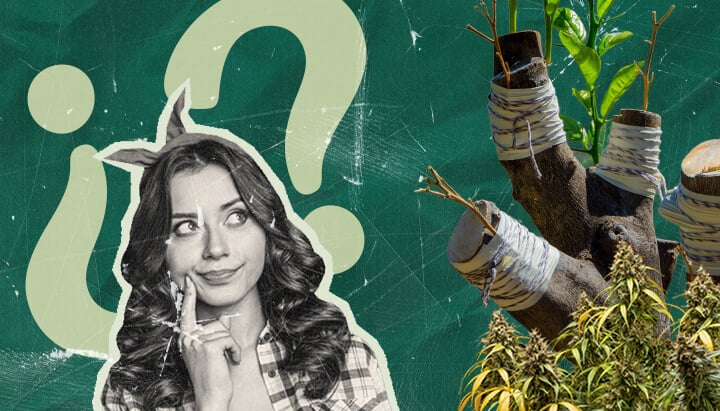 ¿Por Qué Injertar Plantas de Marihuana? Explorando los Beneficios Descubre las razones para injertar plantas de marihuana. Explora los beneficios de esta técnica ancestral para el cultivo de cannabis, atractiva tanto para investigadores como para cultivadores domésticos.