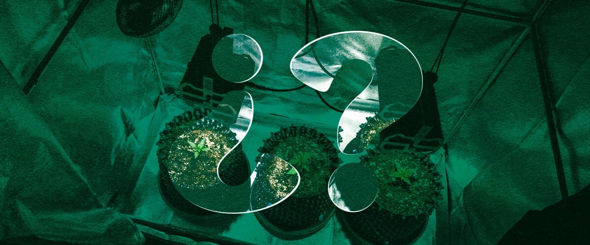 ¿Por Qué Usar una Carpa de Cultivo para Cannabis? Beneficios de los Recintos de Cultivo Interior Descubre los beneficios de usar una carpa de cultivo para el cultivo interior de cannabis. Explora ventajas como el control climático optimizado, la eficiencia lumínica mejorada, la prevención superior de plagas y una mayor privacidad para tus plantas de cannabis.