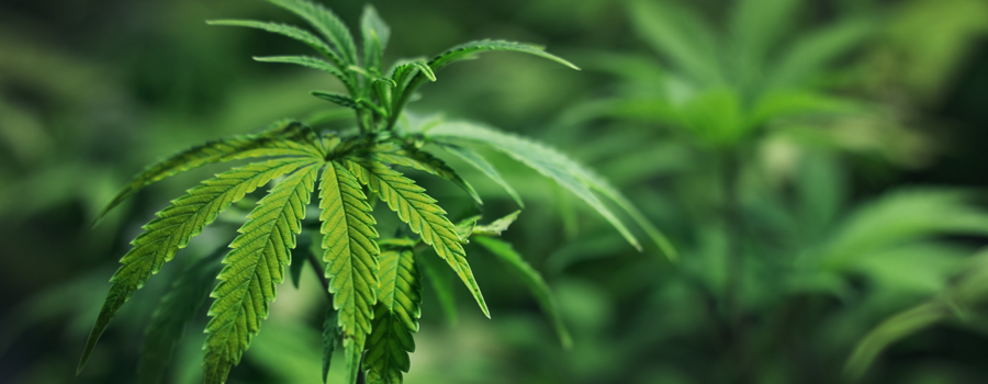 Planta de cannabis con deficiencia de zinc