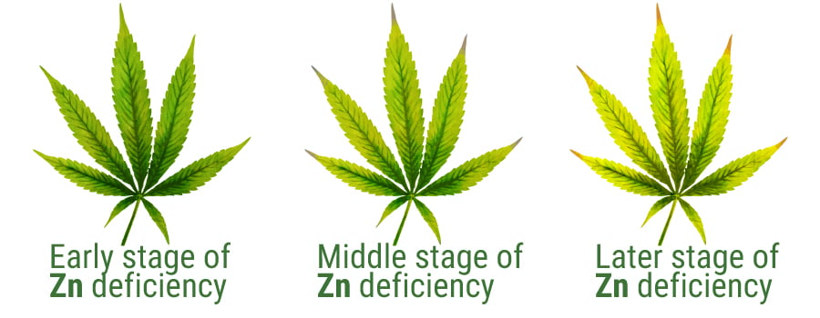 Hojas de cannabis con deficiencia de zinc